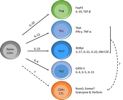 Differentiation possibilities of naïve CD4 T cells and formation of