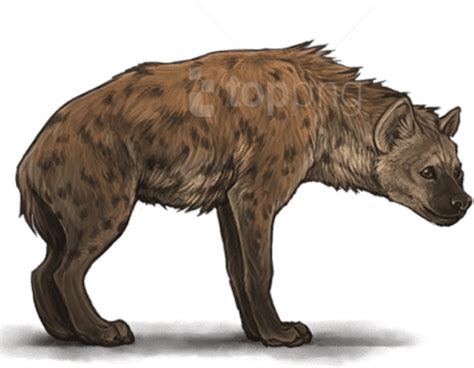 Download Free Png Hyena Png Images Transparent Spotted Hyena Clipart