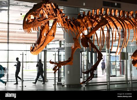 NIGER Niamey Airport Fossil Bones Of Dinosaur Afrovenator Abakensis