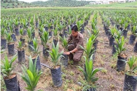 Kaltim Dorong Penggunaan Benih Unggul Sebagai Kunci Sukses Pembangunan