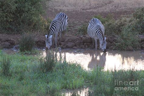 Zebras Drinking Photograph By Jennifer Geller Fine Art America