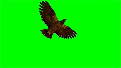 Green Screen Eagle Flying Soaring Youtube