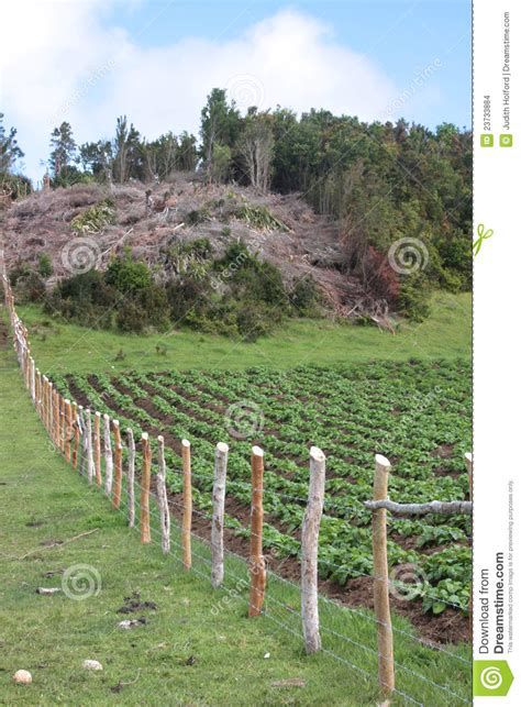 Agricultura Y Tala De Arboles Colombia Verde