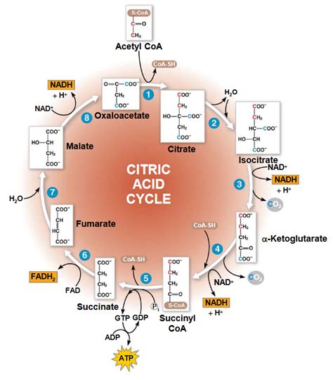 Chapter 4 Krebs’ Cycle (i.e., the TCA cycle) | BS2003: Biochemistry II