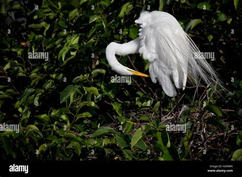 A Wind Ruffled White Egret Preens At Its Pond Apple Tree Nest Assuming