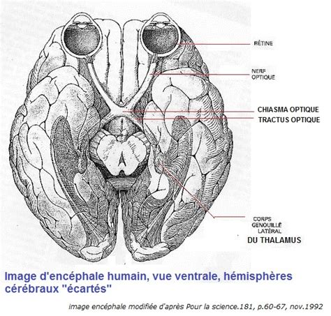 schéma référent de l anatomie de lencéphale dans la région des nerfs