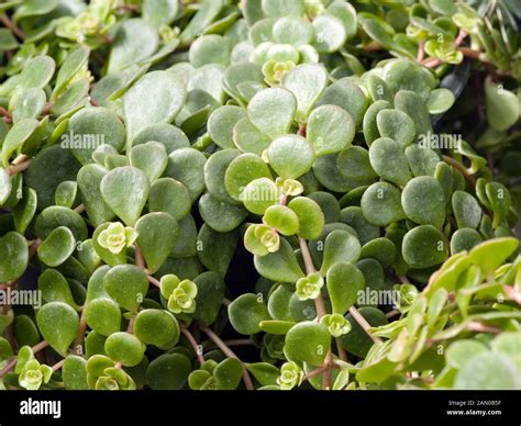 Sedum Tactrinum Coral Reef Stock Photo Alamy