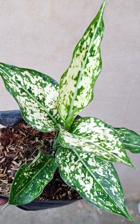 Snow White Aglaonema Lazada Ph