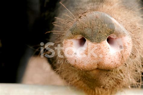 Pig Snout Stock Photo Royalty Free FreeImages