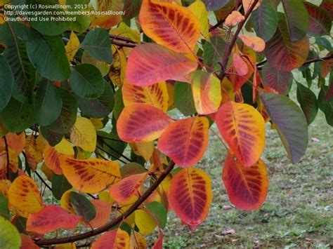 Plantfiles Pictures Cotinus Species American Smoketree Chittamwood