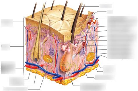 Skin Layers Diagram | Quizlet