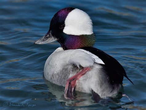 Bufflehead Duck — Digital Grin Photography Forum