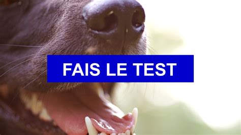 Test de personnalité Quelle race de chien est faite pour toi