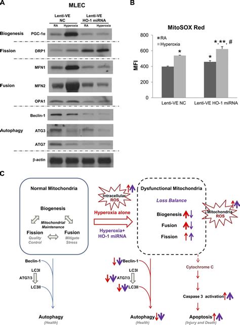 Ho Mirna Modulates Mitochondrial Biogenesis And Fission Fusion