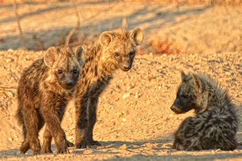 The Ugly Five Animals of Southern Africa| Wildlife | African Bush Camps