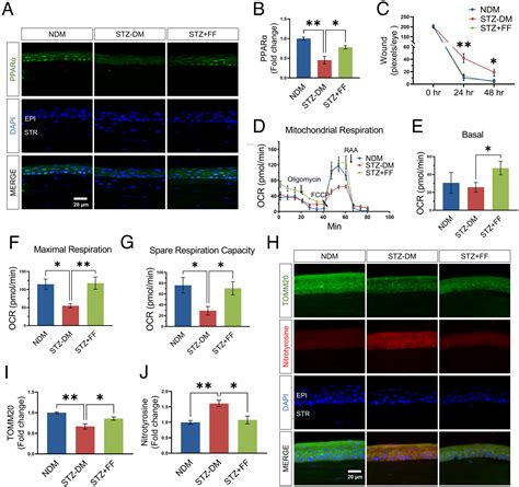 Peroxisome Proliferator Activated Receptor α Pparα Regulates Wound