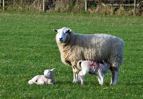 New Ballaugh Residents Manx Scenes Photography