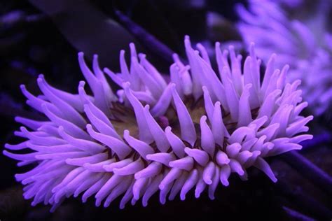 Purple Sea Anemone