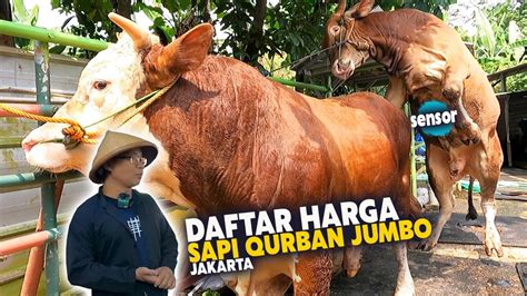 Full Keluarkan Sapi Jumbo Dan Daftar Harga Sapi Qurban Terbaru Kelas