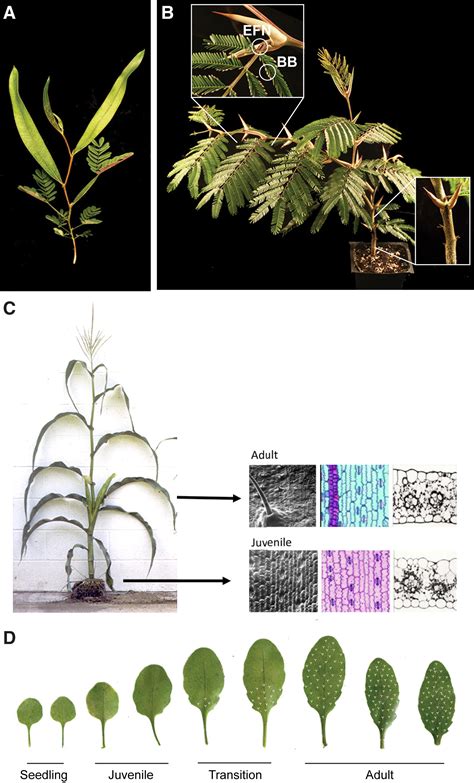 Temporal Regulation Of Vegetative Phase Change In Plants Developmental