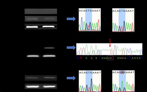 Identification Of Mutant Braf Expression By Reverse Download