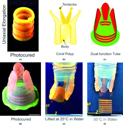 The Biomimetic D Printed Dual Gel Tube Reprinted With Permission From