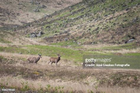 79 Arran Wildlife Stock Photos, High-Res Pictures, and Images - Getty Images