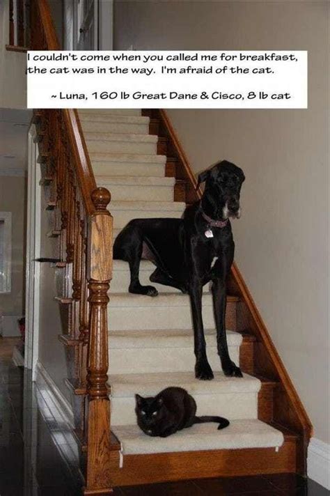 15 Dogs Who Are Terrified of Cats | Dog shaming, Funny animal pictures ...