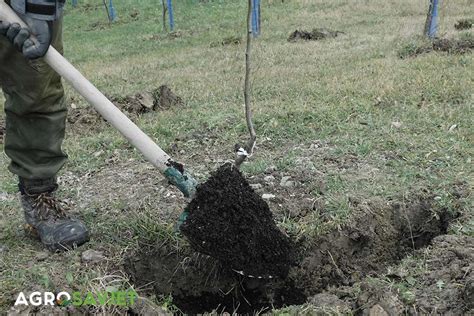 Jesenje đubrenje voćnjaka Agrosavjet