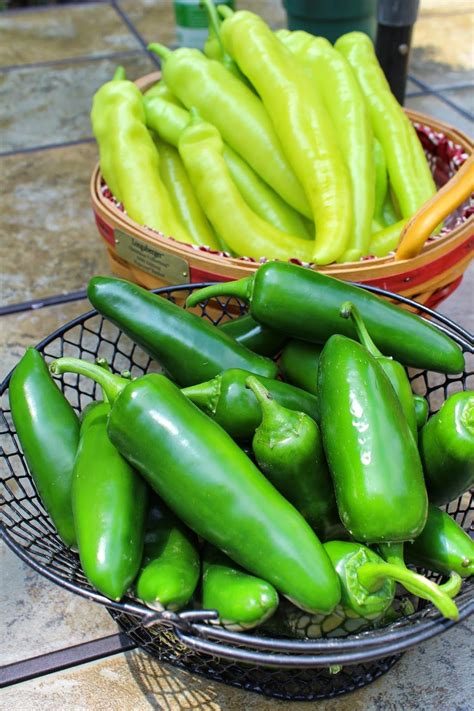 Canning Poblano Peppers Artofit