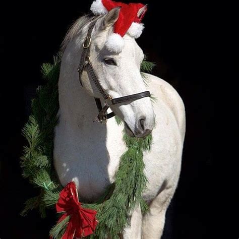 18 Christmas Horses That Just Cant Wait For The Holiday Season