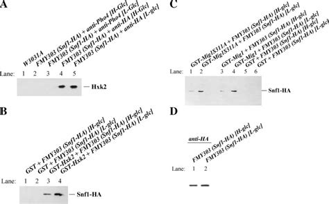 Immunoprecipitation And GST Pull Down Assays Of The Interaction Of Snf1