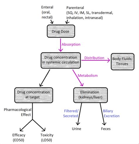 Pharmacokinetics Lec 1 2 Flashcards Quizlet