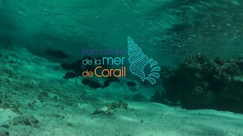 A La Découverte Des Récifs Du Parc Naturel De La Mer De Corail Youtube