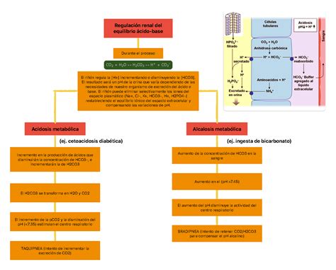 Mapa Conceptual Bioca Renal Regulaci N Renal Del Equilibrio Cido