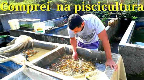 Comprando Peixes Na Piscicultura YouTube