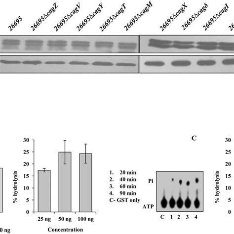 A Western Blots Showing Sub Cellular Localisation Of Pilus Associated