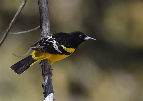 11 Most Common Yellow Birds In America With Pictures