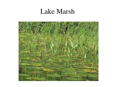 Ppt Illinois Wetland Ecosystems Powerpoint Presentation Free