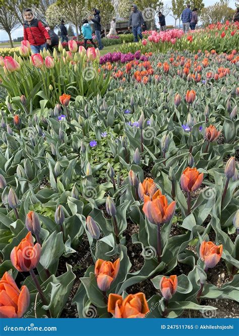 Tulip Blooming In Skagit Tulip Festival 2022 Editorial Image Image Of