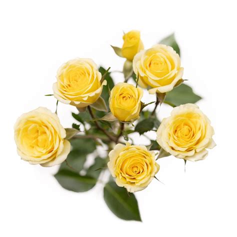 Brilliant Stars® White - Spray Rose - Esmeralda Farms Wholesale Flowers