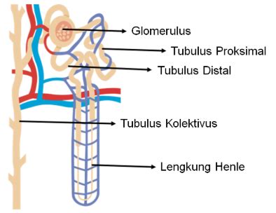 Perhatikan Struktur Nefron Berikut Tubulus