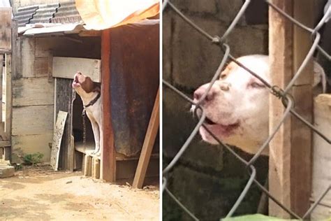 Idoso morre após ser atacado por três pitbulls enquanto descansava após