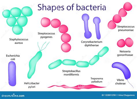 Bacteria Arrangement