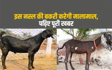 Profitable Goat Breed अच्छी कमाई के लिए करें इस बकरी का पालन होगा