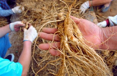 Medicinal Virginia Plant Wild American Ginseng Harvesting Season