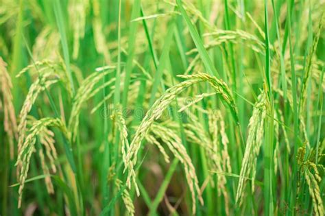 Arroz Verde Na Fase Inicial Agr Cola Cultivada Do Campo De Cultivar A