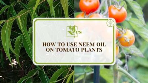 How To Use Neem Oil on Tomato Plants: The Steps To Protect - Evergreen ...