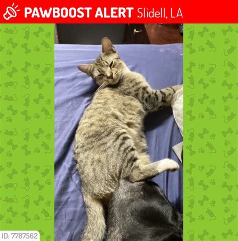 Lost Male Cat In Slidell La Named Johnny Id Pawboost