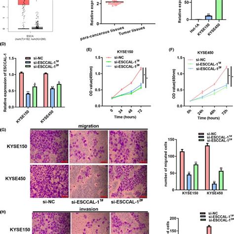 Knockdown Of Esccal‐1 Inhibits Escc Cell Growth Invasion And